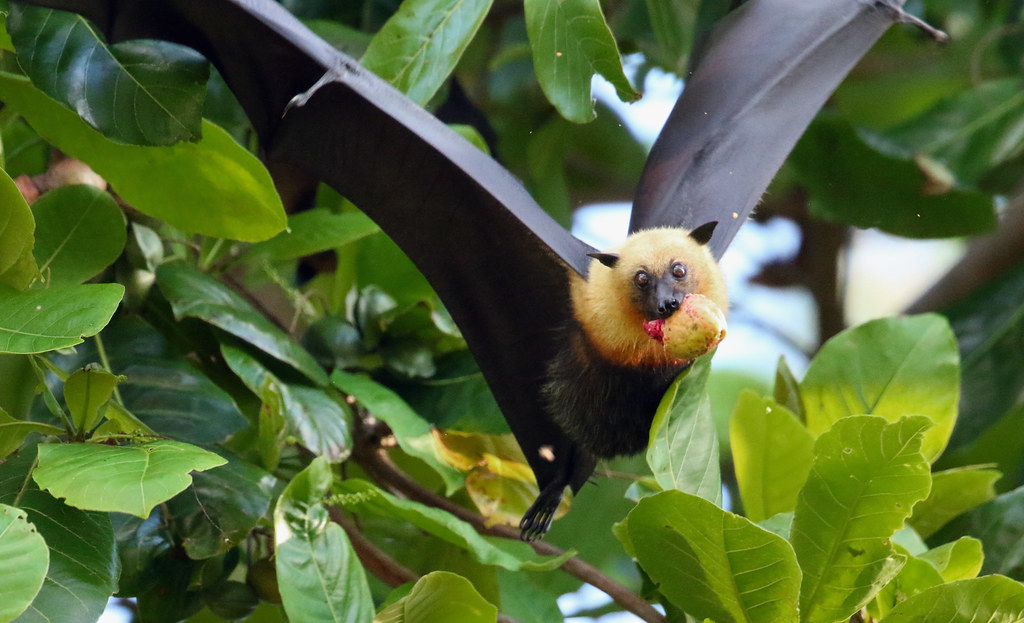 murcielago mas grande del mundo
